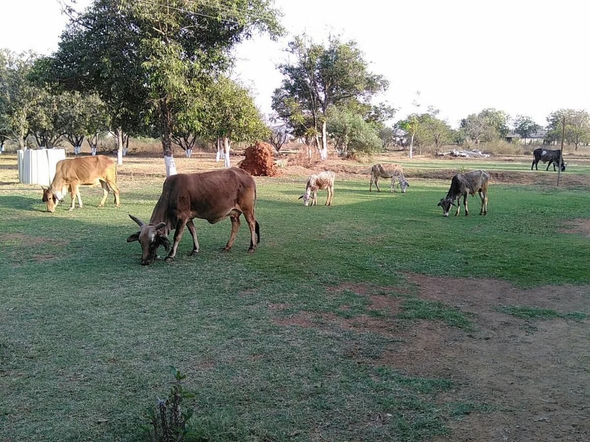 Real Village Farm House Farm stay